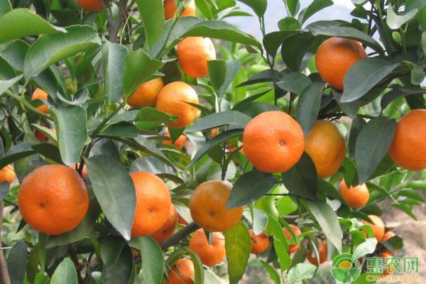 沙糖桔价格行情与各地批发价对比分析-松松肥园艺土