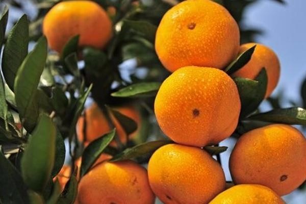 沙糖桔价格行情与各地批发价对比分析-松松肥园艺土 沙糖桔价格行情与各地批发价对比分析-松松肥园艺土
