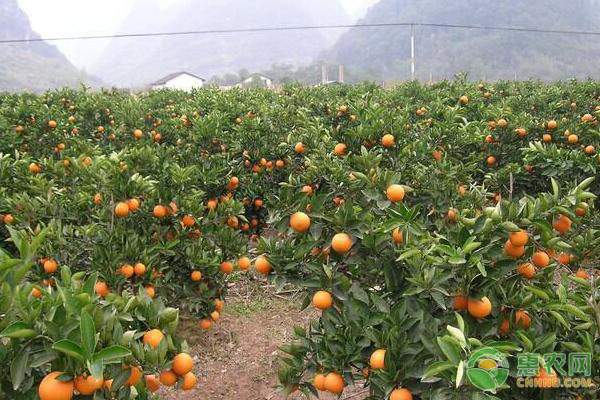 沙糖桔价格行情与各地批发价对比分析-松松肥园艺土