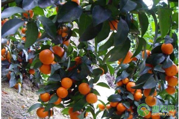 沙糖桔价格行情与各地批发价对比分析-松松肥园艺土