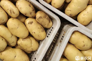 全国土豆价格实时查询与选购指南-松松肥园艺土