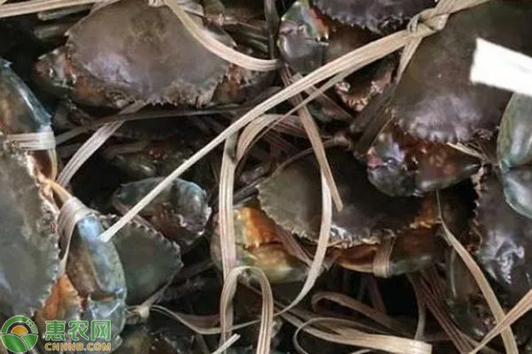 青蟹价格区域分布及选购指南-松松肥园艺土