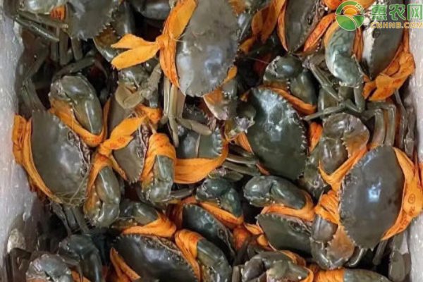 青蟹价格区域分布及选购指南-松松肥园艺土