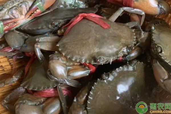 青蟹价格区域分布及选购指南-松松肥园艺土
