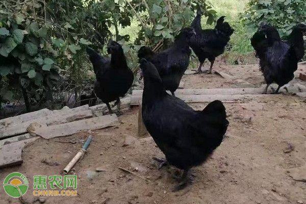 中国鸡种市场价差异解析及优质品种推荐-松松肥园艺土 中国鸡种市场价差异解析及优质品种推荐-松松肥园艺土