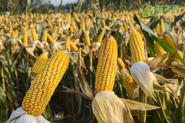 9月玉米价格行情调查:各地干玉米价格汇总-松松肥园艺土 9月玉米价格行情调查:各地干玉米价格汇总-松松肥园艺土