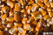 干玉米当前价格波动与选购建议-松松肥园艺土