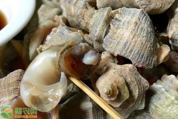海螺价格行情大揭秘：今季吃法与优质品种推荐-松松肥园艺土