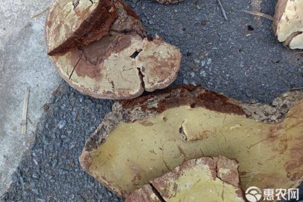 树舌灵芝多少钱一斤？认清与灵芝区别-松松肥园艺土