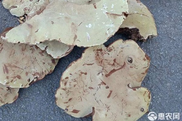 树舌灵芝多少钱一斤？认清与灵芝区别-松松肥园艺土