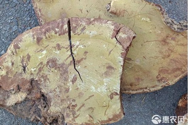 树舌灵芝多少钱一斤？认清与灵芝区别-松松肥园艺土