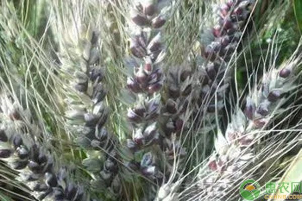 黑小麦价格多少钱一斤？地区差异与营养价值解析-松松肥园艺土