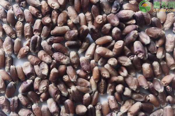 黑小麦价格多少钱一斤？地区差异与营养价值解析-松松肥园艺土