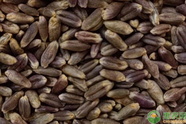 黑小麦价格多少钱一斤？地区差异与营养价值解析-松松肥园艺土