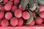桂味荔枝市场价格多少钱一斤? 桂味荔枝市场价格多少钱一斤?