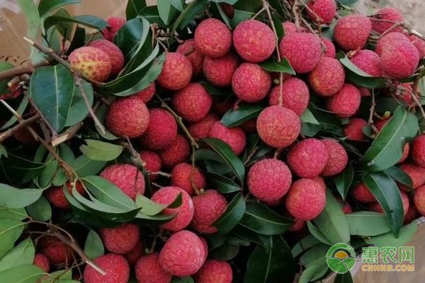 桂味荔枝市场价格多少钱一斤? 桂味荔枝市场价格多少钱一斤?