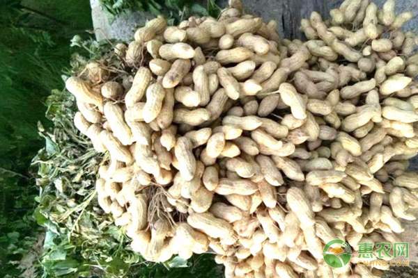 6月花生最新价格多少钱一斤？