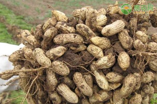 6月花生最新价格多少钱一斤？