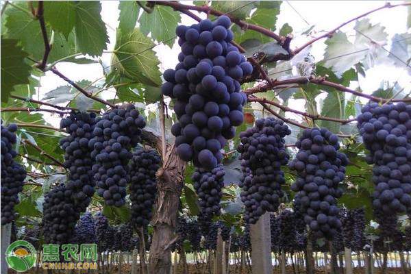 夏黑葡萄批发多少钱一斤? 夏黑葡萄批发多少钱一斤?