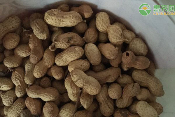 6月花生最新价格多少钱一斤？