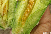 羊角蜜甜瓜多少钱一斤? 羊角蜜甜瓜多少钱一斤?