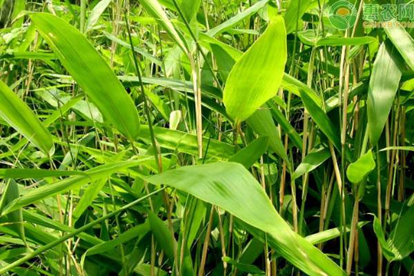 2023粽叶价格多少钱一斤？