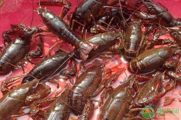 2023年小龙虾现在多少钱一斤？