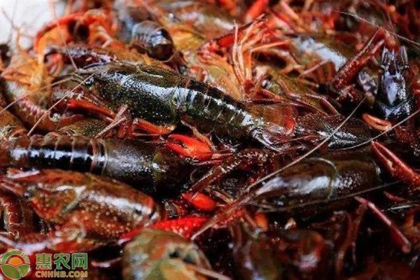 2023年小龙虾现在多少钱一斤？