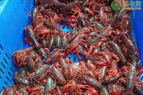 2023年小龙虾现在多少钱一斤？