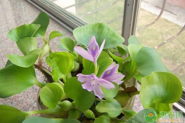 水葫芦苗多少钱一株? 水葫芦苗多少钱一株?