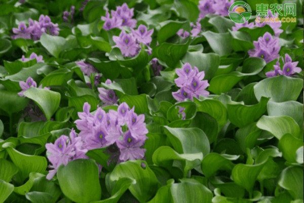 水葫芦苗多少钱一株? 水葫芦苗多少钱一株?