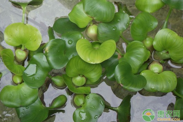 水葫芦苗多少钱一株? 水葫芦苗多少钱一株?