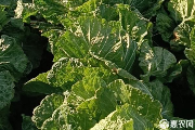 1月白菜价格查询及长期保存方法-松松肥园艺土