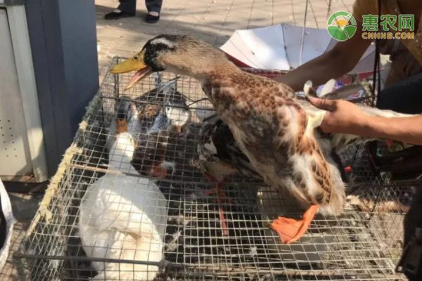 鸭子批发价多少钱一斤? 鸭子批发价多少钱一斤?