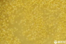 小米一斤多少钱？怎么保存不生虫？