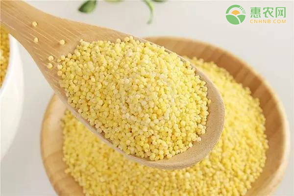 小米一斤多少钱？怎么保存不生虫？