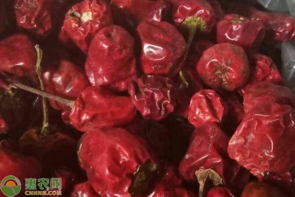 灯笼椒价格多少钱一斤？