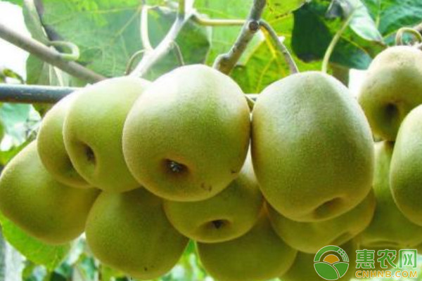 2022年猕猴桃价格多少钱一斤？