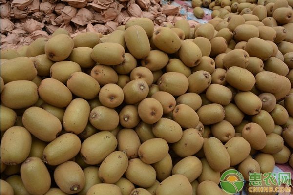 2022年猕猴桃价格多少钱一斤？