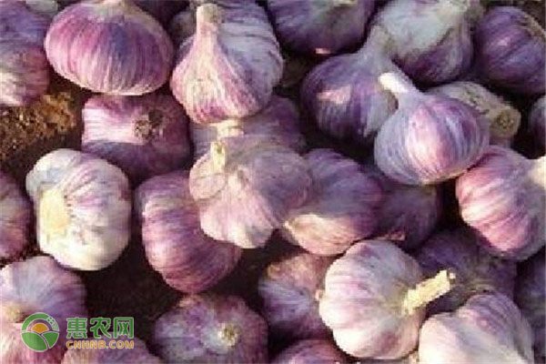 目前大蒜的价格是多少钱一斤？