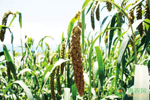 小米一斤多少钱？怎么保存不生虫？