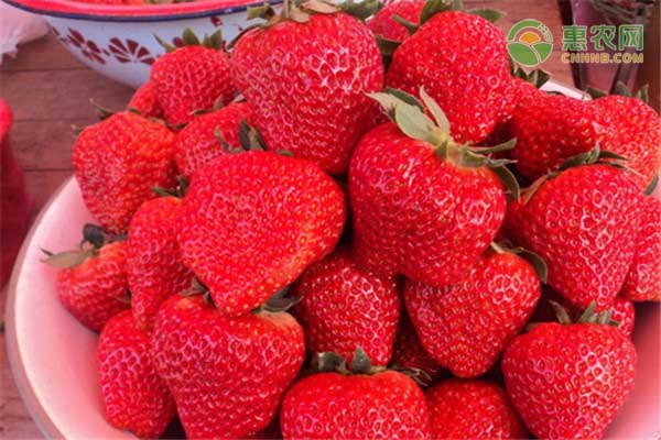 草莓批发价格多少钱一斤? 草莓批发价格多少钱一斤?