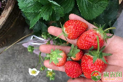 草莓批发价格多少钱一斤? 草莓批发价格多少钱一斤?