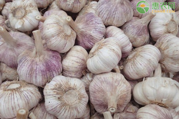 目前大蒜的价格是多少钱一斤？