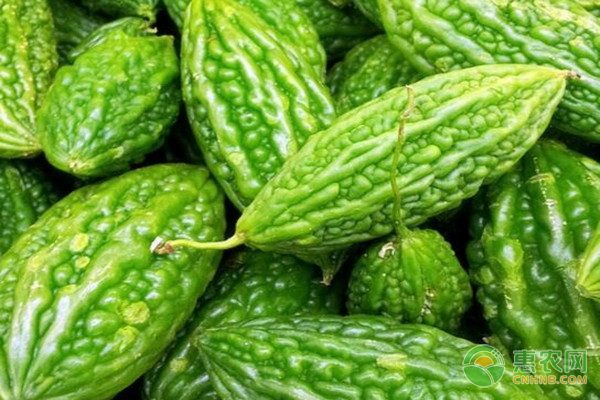现在市场上苦瓜多少钱一斤？