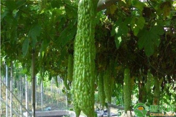 现在市场上苦瓜多少钱一斤？