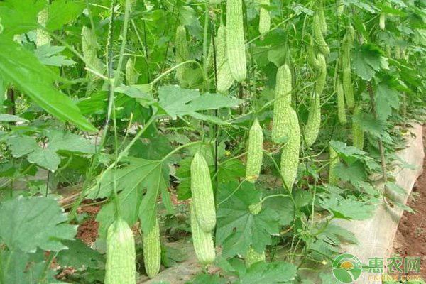 现在市场上苦瓜多少钱一斤？