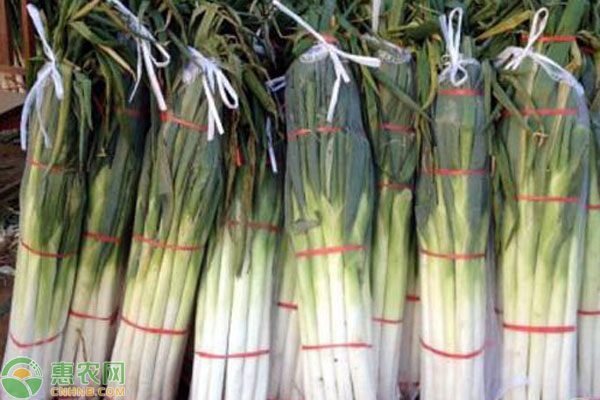 中秋大葱价格多少钱一斤？