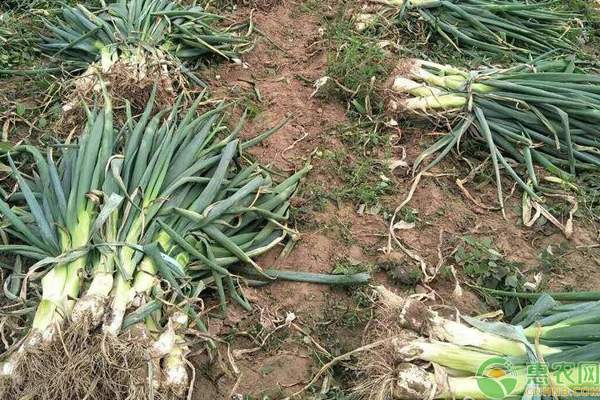 中秋大葱价格多少钱一斤？