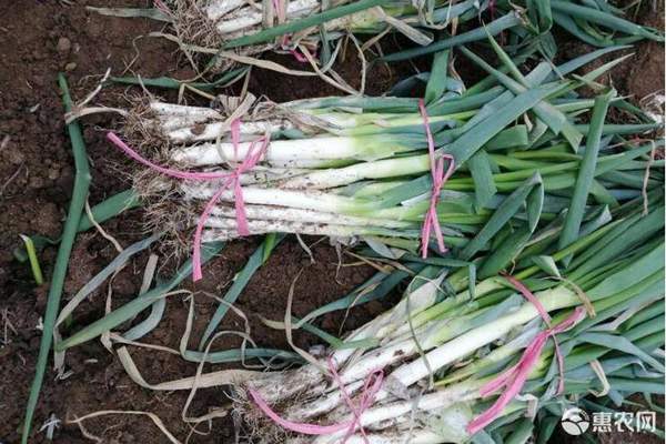 中秋大葱价格多少钱一斤？